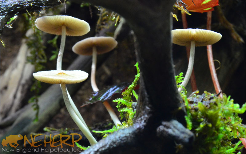 Vivarium Mushroom Cluster