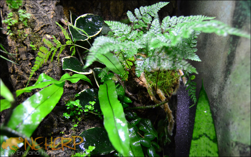 Gecko Background Plant Growth