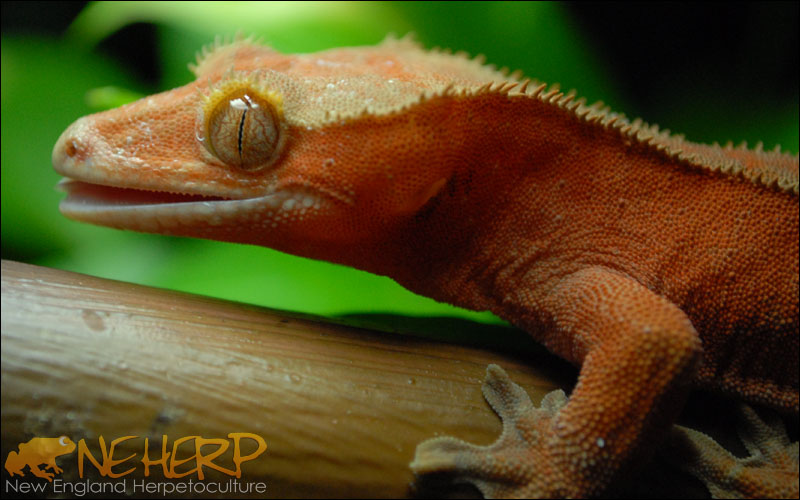 Correlophus ciliatus / Crested Gecko