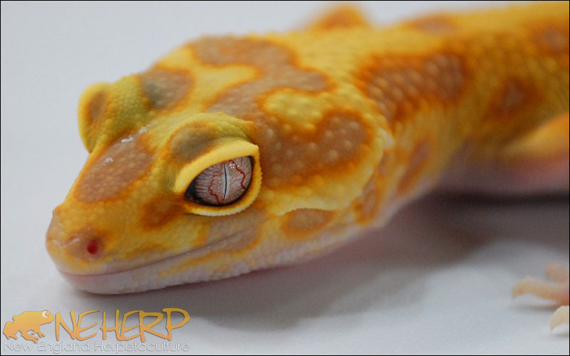 Eublepharis macularius / Leopard Gecko