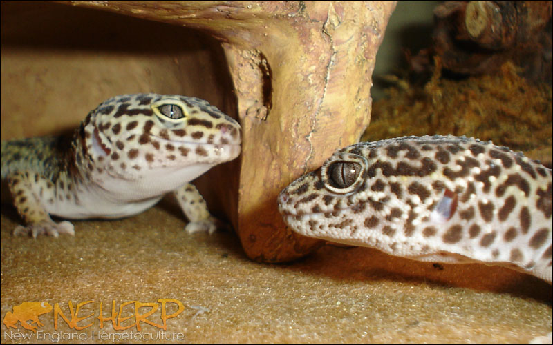 Eublepharis macularius / Leopard Gecko Pair