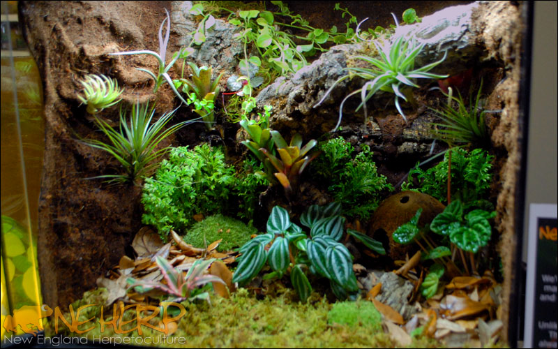 Growing Live Plants On Terrarium Backgrounds