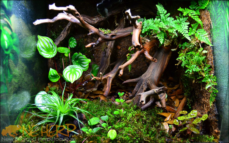 The Best Wood For Bioactive Terrariums: Ghostwood