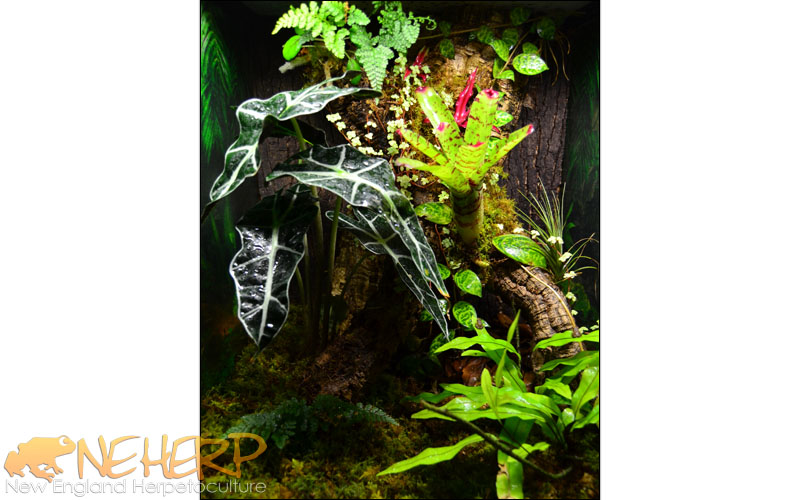 Coqui Tree Frog Vivarium Easy Background