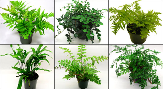 Hand Selected Terrarium Appropriate Ferns For 18x18x18 Bioactive Terrariums