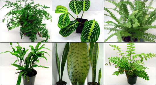 Hand Selected Reptile Safe Ferns For 18x18x18 Live Vivariums