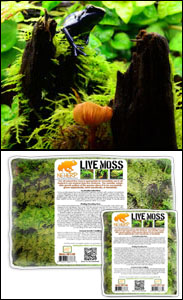 The Best Live Moss For 24x18x18 Terrarium Bioactive Terrariums