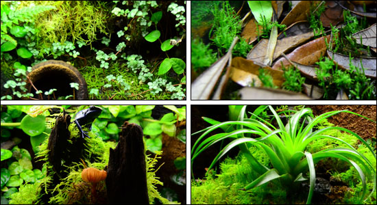 The Best Live Moss For 36x18x36 Terrarium Live Vivariums