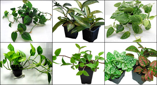 Hand Selected Vines & Trailing Plants For 24x18x12 Bioactive Terrariums Housing Geckos or Snakes