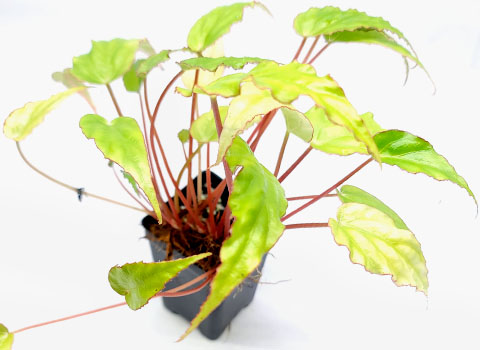 Begonia sp. U575 For Terrariums, An uncommon, not-yet-recognized species Bioactive Terrarium Plant