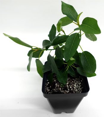 Ficus deltoidea For Terrariums, Mistletoe Fig Bioactive Terrarium Plant