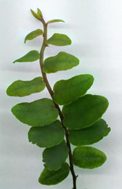 Marcgravia rectiflora