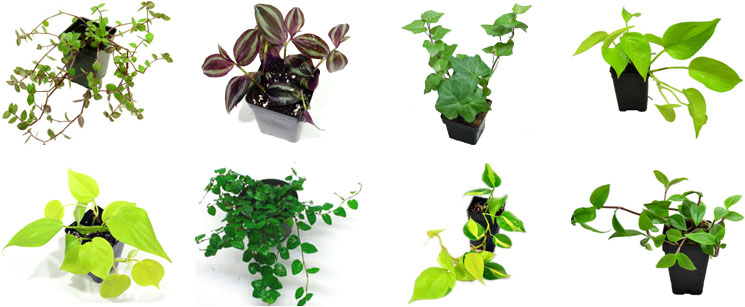 Vine Background Plant Pack For Terrariums