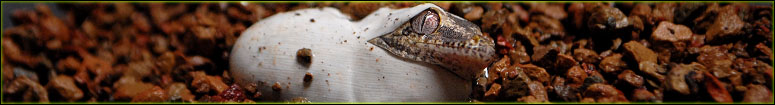Crested & Gargolyle Gecko Breeding Caresheet