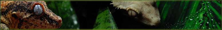 Crested & Gargolyle Gecko Caresheet