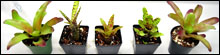 Bromeliad Packs For Terrariums