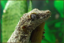 Gargoyle Gecko