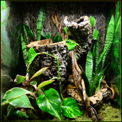 Gargoyle Gecko Vivarium