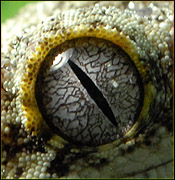 Gargoyle Gecko Eye