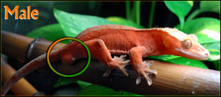 Crested Gecko Male