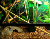 Naturalistic Crested / Gargoyle Gecko Terrarium