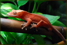 Crested Gecko Red