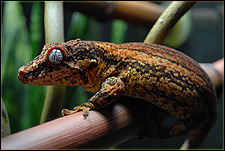 Gargoyle Gecko Red