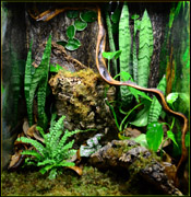 Crested Gecko Vivarium