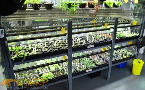 Indoor Begonia Terrarium Plant Nursery