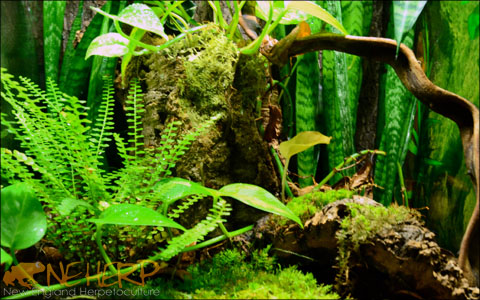 Live Plants For Crested Geckos - Bio Active Enclosure