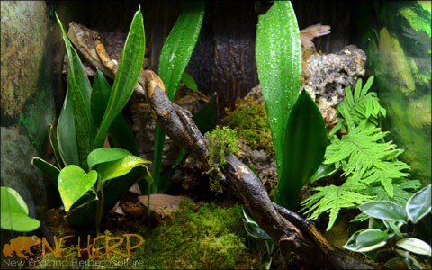 Live Plants For Tokay Geckos - Bioactive Terrarium