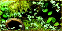 Moss For Terrariums & Vivariums