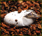 Hatching Gargoyle Gecko