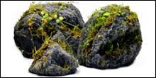 Rocks For Bioactive Terrariums