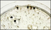 Dendrobates tinctorius egg clutch