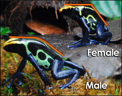 Sexed Male Dendrobates tinctorius