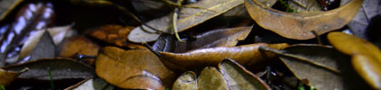 Leaf Litter For Isopods