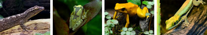 Animals which eat terrarium Isopods