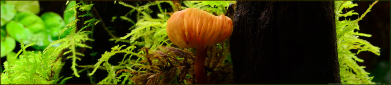 Fungus Header