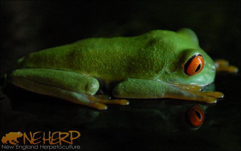 Connecticut Animal Husbandry Consultations Red Eye Tree Frogs