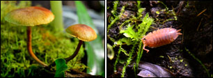 Microfauna & Mushrooms