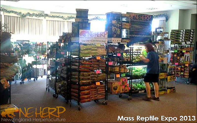 NEHERP Reptile Expo 2013