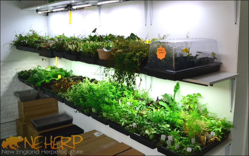 NEHERP Indoor Nursery