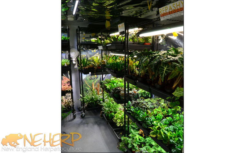 NEHERP Old Grow Room