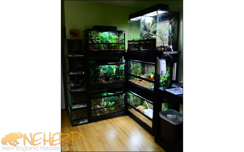 Gecko Enclosure Rack