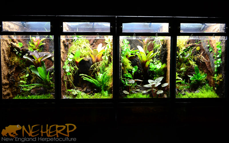 Custom Vertical Vivariums