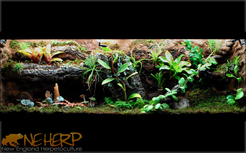 NEHERP Store Front Desk Vivarium