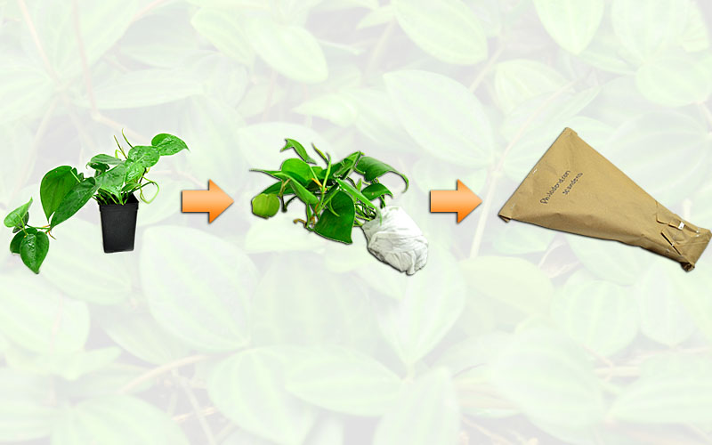 Professionally Packaged Plants