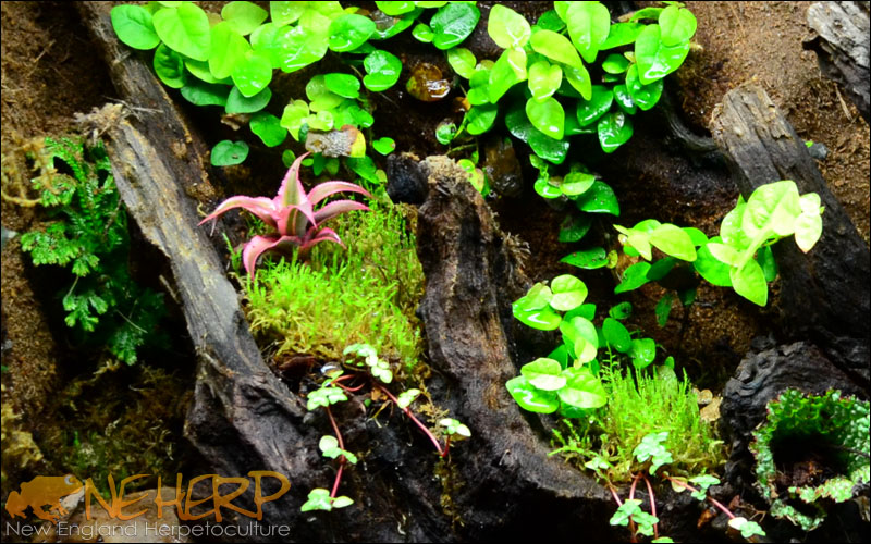 Growing Terrarium Plants At 6 Weeks Under NEHERP LEDs