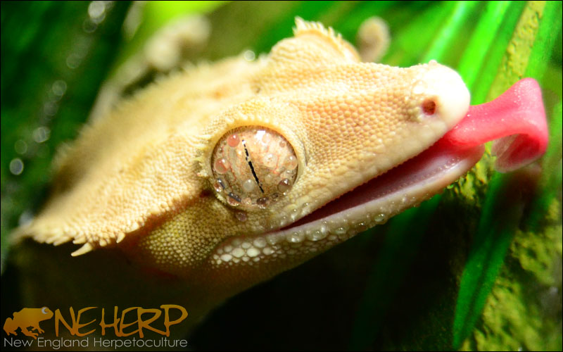 Providing Water For Crested Geckos